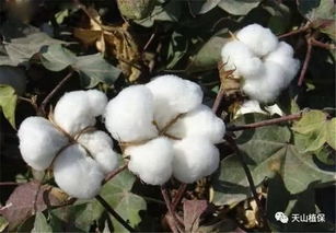 棉花生長(zhǎng)發(fā)育的環(huán)境條件與栽培管理要點(diǎn)